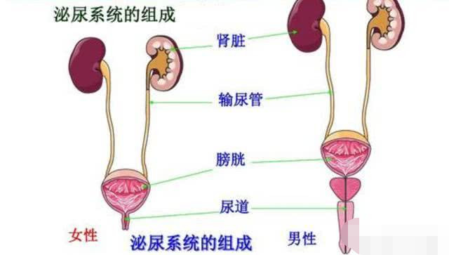 尿路感染的癥狀女,女性尿路感染的癥狀及應(yīng)對方案規(guī)劃,精確數(shù)據(jù)解釋定義_工具版35.89.31