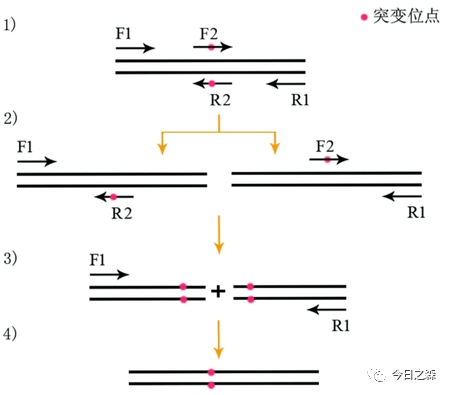 pcr引物合成原理,PCR引物合成原理，可靠解答解釋定義,最新方案解答_專屬款12.49.56